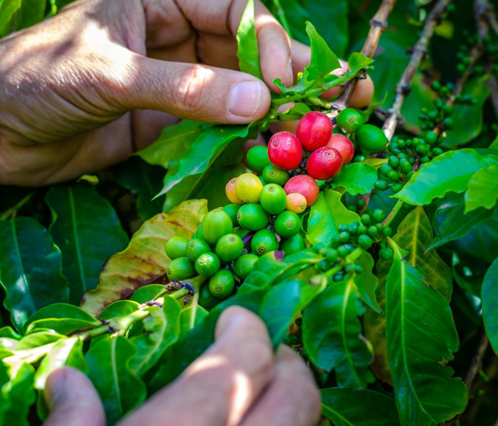 The Bean Basics: A Fun Dive Into Different Types of Coffee Beans
